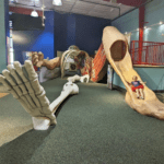 Teaching Kids About The Human Body