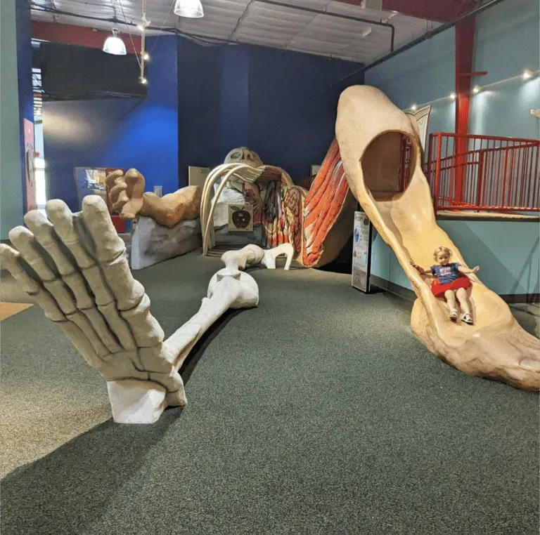 Teaching Kids About The Human Body